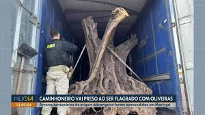 polícia rodoviária