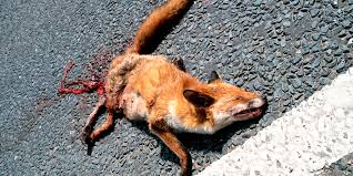 「human roadkill」の画像検索結果