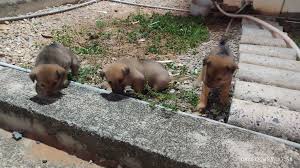 Hiện tại mình có bốn chú chó con rất dễ thương, giống chó thông mình lắm, điều kiện không cho phép nên mình không nuôi được, bạn nào cần nuôi ib mình