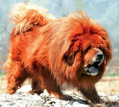 El gos més poderós