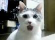 Shocked cat on Tumblr