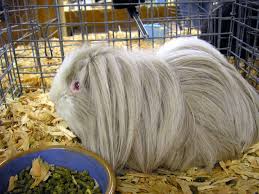 Hasil gambar untuk guinea pig long hair