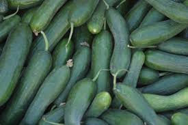 Image result for Cucumber varieties
