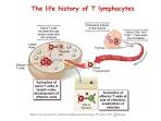 Warner-LambertParke-Davis award lecture. Cytokine-mediated