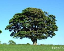 Image of Sycamore tree Egypt