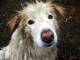 Image result for big wet dog