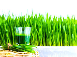 Image result for wheat grass drink