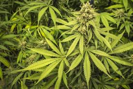 Resultado de imagen de Legalization