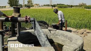 کشت برنج در اصفهان همزمان با کم‌آبی و بحران فرونشست‌ها