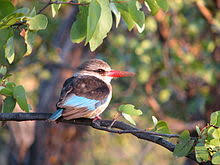 Image result for brown hooded kingfisher