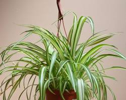Image of Spider Plant