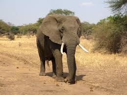 Tragedy at Gondwana: Employee Killed by Elephant in Mossel Bay! - Imagen principal del artículo