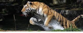 Image result for Corbett National Park