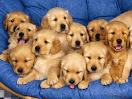 Image result for puppy