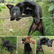Not long ago, a dog was discovered quietly caught in a ...