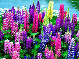Image result for lupine