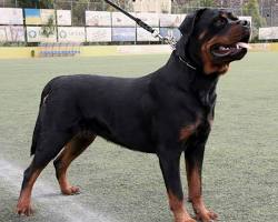 Rottweiler adult