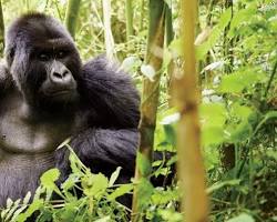 Image of Bamboo groves in Bwindi Impenetrable National Park