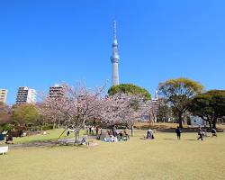 隅田公園の画像