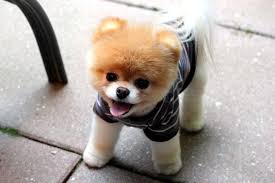 Afbeeldingsresultaat voor boo the dog