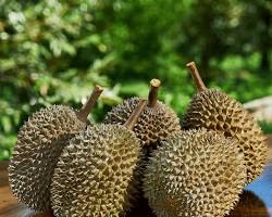 Image of Durian Musang King