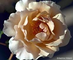 Image result for tea roses