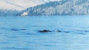 Image result for ogopogo