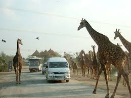 Image result for live safari