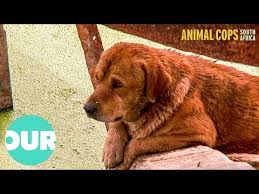 This Rescue Cop Risks Life To Save Trapped Dogs | Animal ...