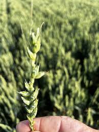 Storms cause $10m in crop losses