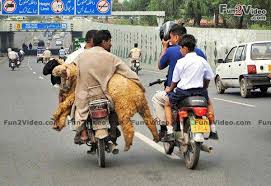 Image result for bakra eid funny images
