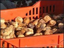 Resultado de imagem para figo preto de torres