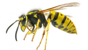 Résultats de recherche d'images pour « photo guepes »