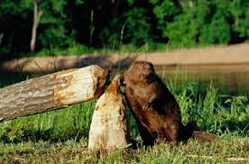 Image result for beaver dam