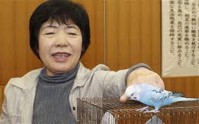 Fumie Takahashi is reunited with her pet budgerigar in Sagamihara, Kanagawa Prefecture. The bird escaped from her house in the city early on April 29 and ... - potd-budgie_2209832b