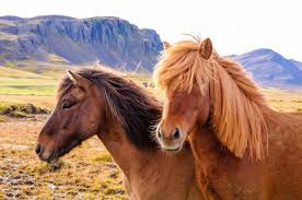 Image result for HORSE