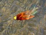 Best flies for steelhead