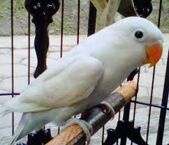 Hasil gambar untuk lovebird pastel putih