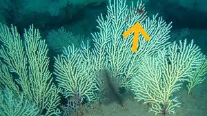 Good News, at Last: Coral Reefs Presumed Dead Have Been Found Teeming With Life