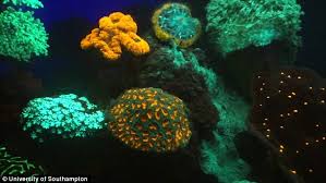 Image result for Rainbow of Fluorescent Corals Found—Why Do They Glow?