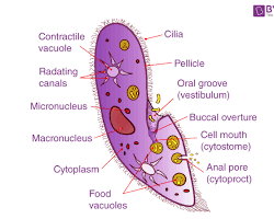 صورة Paramecium