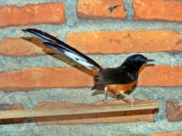 Hasil gambar untuk murai batu