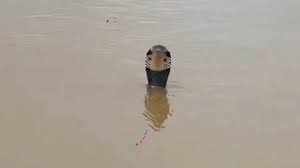 Inundación