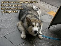 Animal Quotes: The Picture Of The Funny Dog In The Floor With Quote via Relatably.com