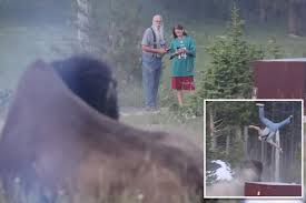 BREAKING: Yellowstone bison that tossed tourist 8-feet into ...