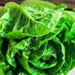  Romaine Lettuce E. Coli Cases Climb: What You Need to Know