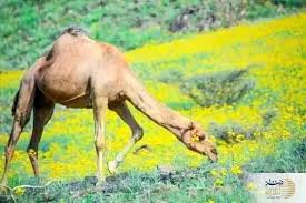 ببینید/ طبیعت سبز مکه پس از باران/ چرای شترها در قاب دیدنی
