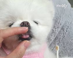 보호자가 강아지에게 칫솔질을 해주는 모습. 부드럽고 편안한 분위기에서 칫솔질하는 모습 강조 이미지