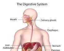 Imagem de digestive system