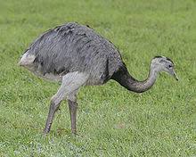 Resultado de imagen para fauna las llanuras cordoba argentina